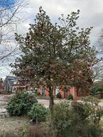 Hulst op stam, Tuin en Terras, Planten | Bomen, Halfschaduw, Overige soorten, Ophalen