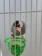 Jonge Rijstvogels, Meerdere dieren, Tropenvogel, Geringd