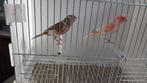 Harlekijn kanaries, Dieren en Toebehoren, Meerdere dieren, Kleurkanarie