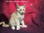 7 prachtige maine coon kittens met stamboom Russische lijn, Meerdere dieren, Gechipt, 0 tot 2 jaar
