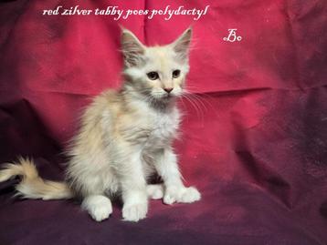 7 prachtige maine coon kittens met stamboom Russische lijn beschikbaar voor biedingen