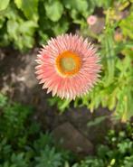 Helichrysum mix zaden, Ophalen of Verzenden, Voorjaar, Volle zon, Zaad