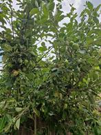 Appelboom te koop, Overige soorten, Lente, 100 tot 250 cm, Ophalen