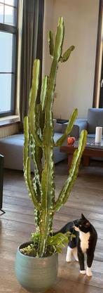 Cactus, Huis en Inrichting, Kamerplanten, Cactus, Volle zon, 200 cm of meer, Ophalen