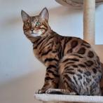 Super lieve Bengaal kater., Dieren en Toebehoren, Katten en Kittens | Raskatten | Korthaar, Kater, Gechipt, 6 jaar of ouder