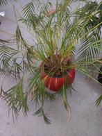 Mooie Palm in Rode Pot, Huis en Inrichting, Kamerplanten, Ophalen of Verzenden
