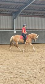 Mooie goedbewegende lieve beleerde haflingermerrie te koop, Dieren en Toebehoren, Pony's, Merrie, Zadelmak, E pony (1.48m - 1.57m)