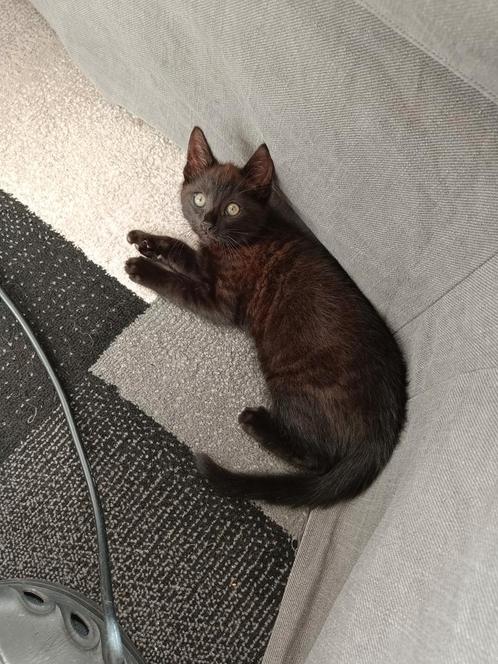 Kittens te koop, Dieren en Toebehoren, Katten en Kittens | Overige Katten, Poes, 0 tot 2 jaar