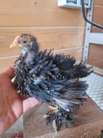 Cochin kriel hen kuikens, Dieren en Toebehoren, Pluimvee, Vrouwelijk, Kip