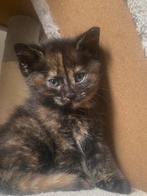 Kittens te koop, Dieren en Toebehoren, Katten en Kittens | Raskatten | Korthaar, Poes