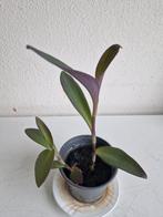 Tradescantia pallida, Huis en Inrichting, Kamerplanten, Ophalen, Overige soorten, Minder dan 100 cm