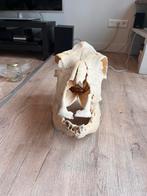 Schedelverzameling: Rund, Pony, varken & Kalf, Ophalen of Verzenden, Gebruikt, Boerderijdier, Schedel