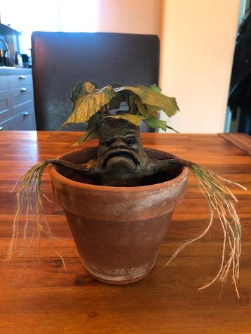 Grumpy nepplant in pot beschikbaar voor biedingen