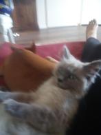 Oppas Kitty mogelijk deel kat Leeuwarden eo, Poes