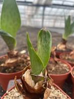 Caudex Scillia Saturata uit Zuid Afrika potmaat 10,5cm., Overige soorten, Ophalen of Verzenden, In pot, Minder dan 100 cm