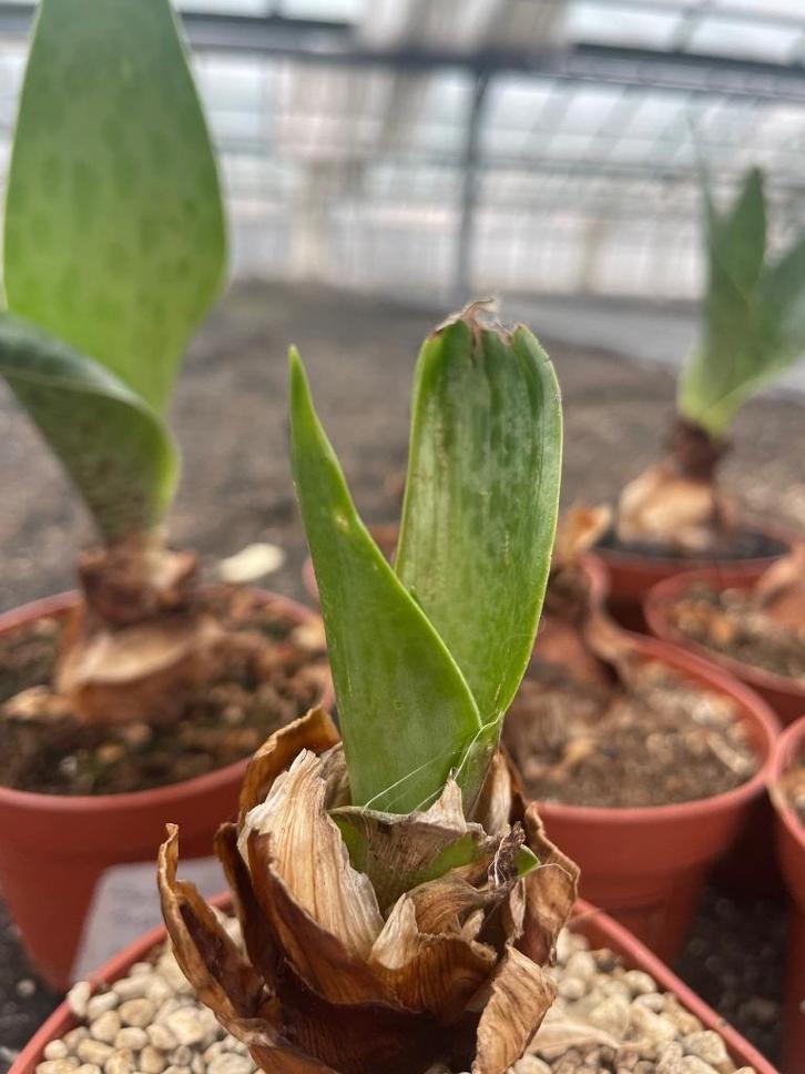 Caudex Scillia Saturata uit Zuid Afrika potmaat 10,5cm., Huis en Inrichting, Kamerplanten, Overige soorten, Minder dan 100 cm