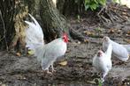 blauw hollandse krielen setjes, Dieren en Toebehoren, Pluimvee, Meerdere dieren, Kip