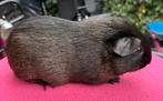 Cavia beren groep van 4, Dieren en Toebehoren, Cavia, Meerdere dieren, Tam, September