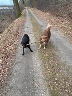 Gennep: Honden uitlaatservice of honden opvang, Uitlaatservice