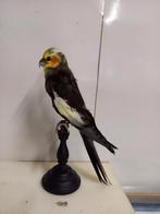 Opgezette Valkparkiet, Ophalen of Verzenden, Vogel, Opgezet dier