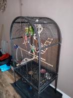 Wegens omstandigheden  2 mooie pyrrhuas, Dieren en Toebehoren