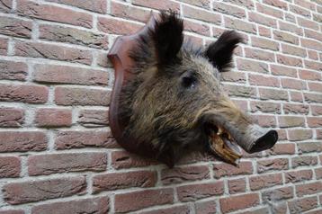 Prachtige opgezette wilde zwijnenkop op een mooi schild beschikbaar voor biedingen