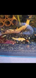 Albino ancistrus borstelneus algeneter, Dieren en Toebehoren, Vis, Zoetwatervis