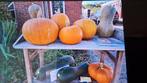 Mooie eetbare pompoenen 2 soorten., Tuin en Terras, Ophalen, Eenjarig, Groenteplanten, Volle zon