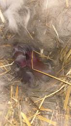 Minilop baby konijntjes 🩵🩷, Dieren en Toebehoren, Konijnen, Meerdere dieren, Middelgroot, Hangoor, 0 tot 2 jaar