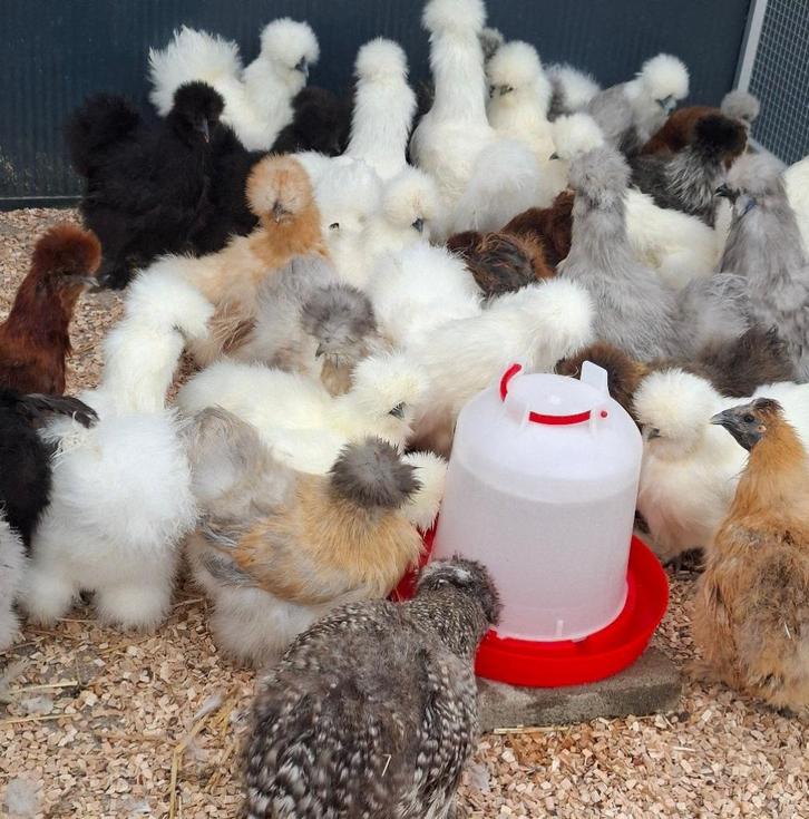 Zijdehoen hennen, Dieren en Toebehoren, Pluimvee, Kip, Vrouwelijk