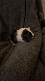 Baby cavia, Dieren en Toebehoren, Knaagdieren, November, Mannelijk, Cavia