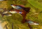 Guppies, Dieren en Toebehoren, Vissen | Aquariumvissen, Vis