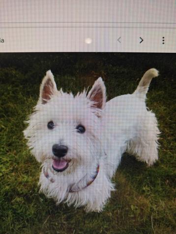 Model gezocht voor trimopleiding  beschikbaar voor biedingen