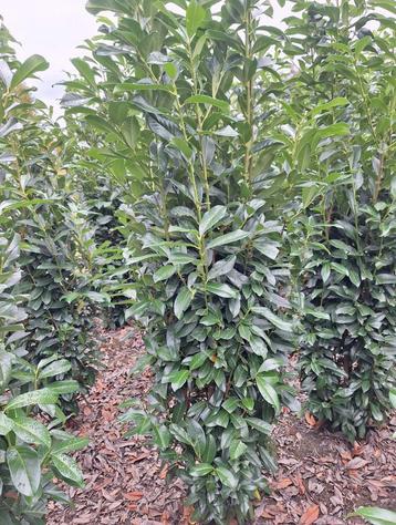 Prunus lauro. Genolia laurier smalopgaande soort beschikbaar voor biedingen