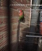Rozen man, Dieren en Toebehoren, Vogels | Parkieten en Papegaaien, Mannelijk, Parkiet