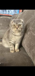 Britse korthaar kruising scottish fold katertje, Kater, Ontwormd, 0 tot 2 jaar