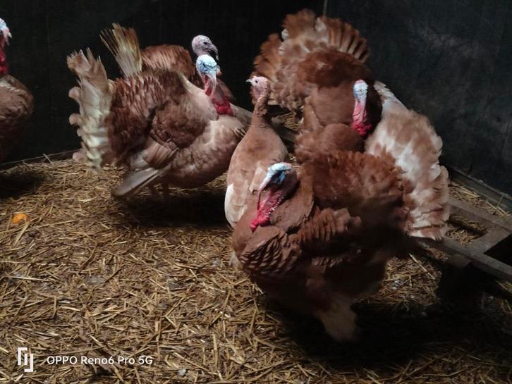 Bourbon Red kalkoenen, Dieren en Toebehoren, Pluimvee, Kalkoen, Meerdere dieren
