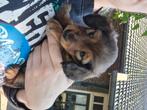 Dwerg teckel pup reu te koop, Reu, 8 tot 15 weken, Dwerg, Langhaar