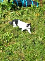 Kittens ter adoptie, Dieren en Toebehoren, Katten en Kittens | Raskatten | Korthaar