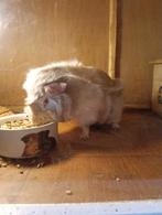 cavia mannetjes, Dieren en Toebehoren, Knaagdieren, Februari, Mannelijk, Cavia
