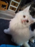 Maincoon kitten, Meerdere dieren