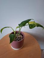 Philodendron Domesticum Variegata #3, Huis en Inrichting, Kamerplanten, Ophalen of Verzenden, Overige soorten, Minder dan 100 cm