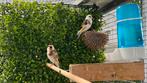 Kleine putter Anatolia Parva 2024, Meerdere dieren, Wildzangvogel, Geringd