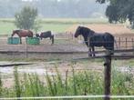 Verzorger/ bijrijder gezocht, Dieren en Toebehoren, Paarden en Pony's | Overige Paardenspullen, Ophalen of Verzenden, Nieuw, Overige soorten