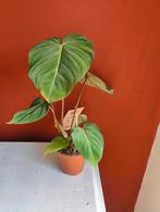 Philodendron Gloriosum, Huis en Inrichting, Overige soorten, Minder dan 100 cm, Ophalen of Verzenden, Halfschaduw