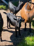 Mooi zwart stamboek dwerggeitje, Dieren en Toebehoren, Vrouwelijk, Geit, 0 tot 2 jaar