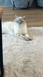 pablo kater 1 jaar britse korthaar, Dieren en Toebehoren, Kater, Ontwormd, 0 tot 2 jaar