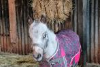 Super lief mini hengstje, Dieren en Toebehoren, Pony's, Hengst, A pony (tot 1.17m), Recreatiepony, Gechipt