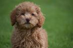 Exclusieve Poedel pups 🐩🐾🌟, Dieren en Toebehoren, Honden | Chihuahua's en Gezelschapshonden, Poedel, België, Rabiës (hondsdolheid)