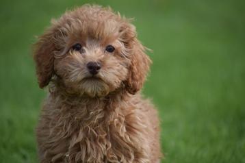 Exclusieve Poedel pups 🐩🐾🌟 beschikbaar voor biedingen